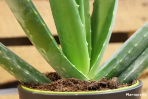 aloe-vera