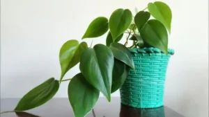 Heartleaf Philodendron