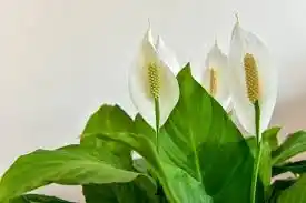 Peace Lily