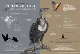 Vulture