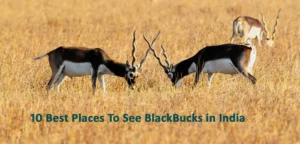 Blackbuck-National-Park-