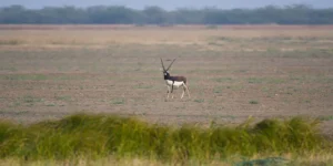 Blackbuck National Park